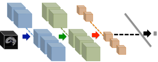 eg. Predicting Brain Age with Deep Learning from Raw Imaging Data Results in a Reliable and Heritable Biomarker